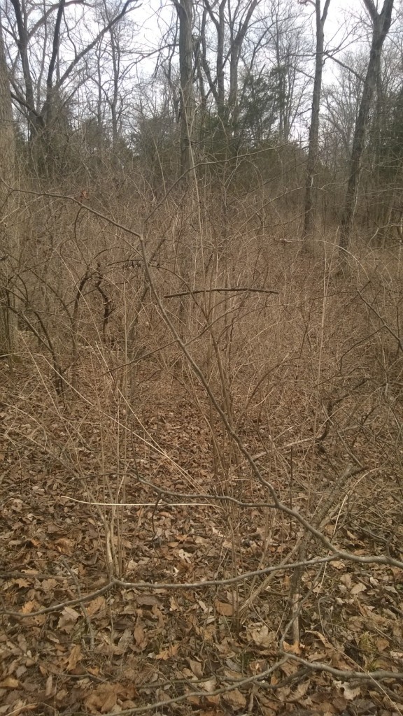 The south fence row before clearing