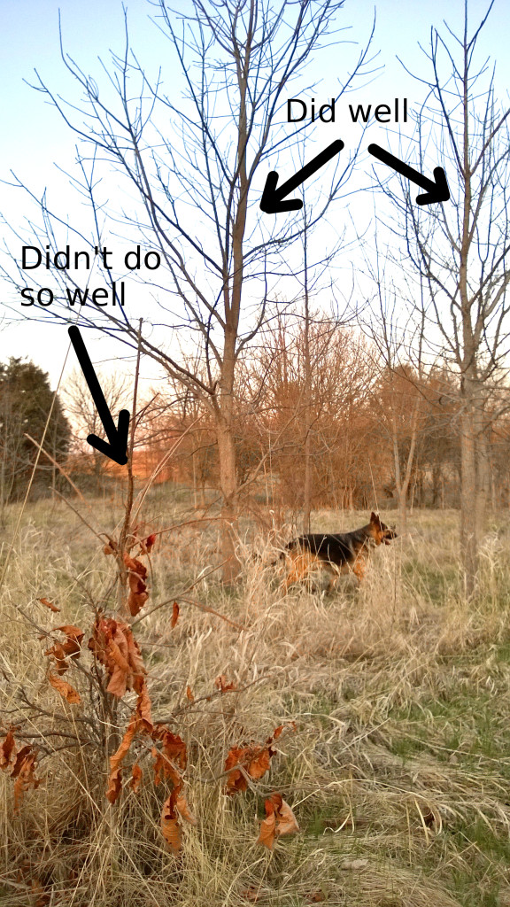 Spring 2014 - Comparison between trees that did well and those that didn't, but still survived