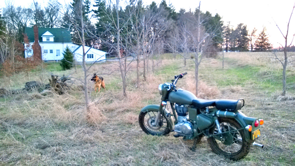 Spring 2014 - Some of the trees planted in a drier area - Motorbike for scale