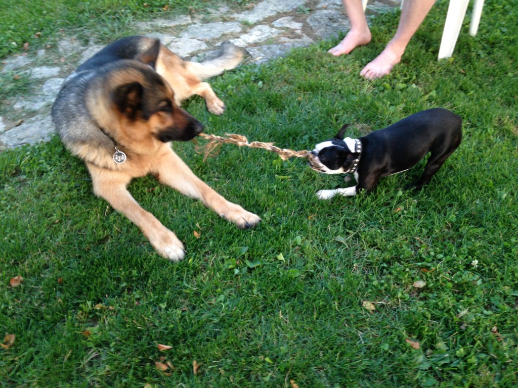 That grass is really luxurious, Bob!