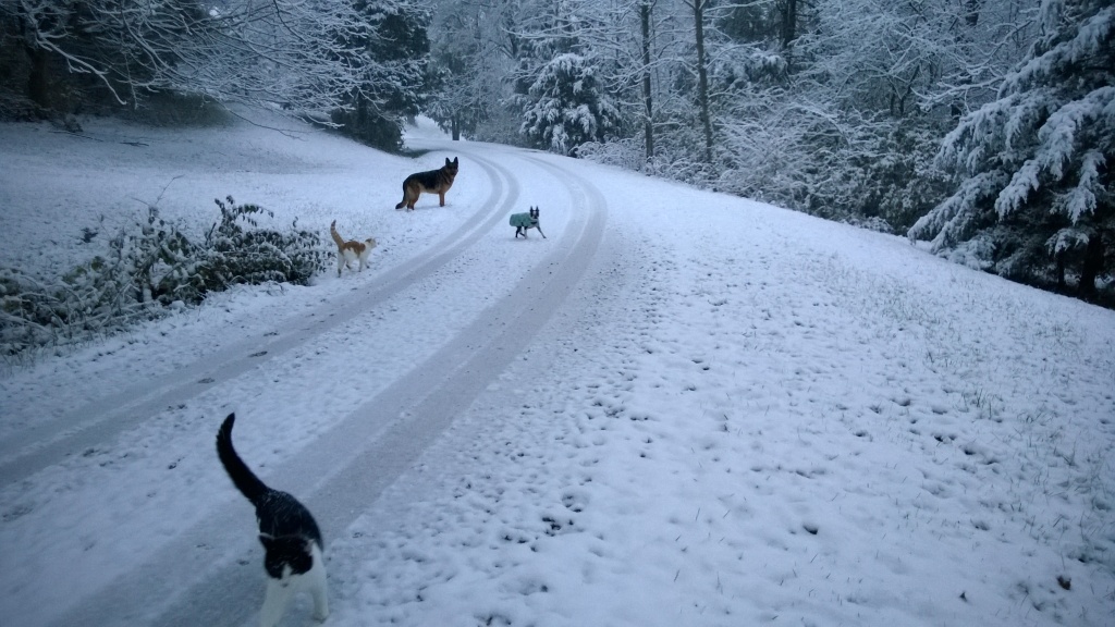 The pack goes for an early morning walk